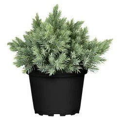 BAUHAUS Piardino Koniferen-Mix Aufrecht Coniferales Hybride, Topfgröße: 13 Cm
