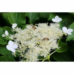 BAUHAUS Kletterhortensie Hydrangea Petiolaris 'Cordifolia', Topfvolumen: 3,4 L -Gartenpflanzen Verkäufe 12 100