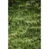 BAUHAUS Fächerahorn Acer Palmatum 'Dissectum Viridis' -Gartenpflanzen Verkäufe 12 1000