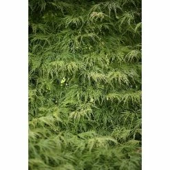 BAUHAUS Fächerahorn Acer Palmatum 'Dissectum Viridis'