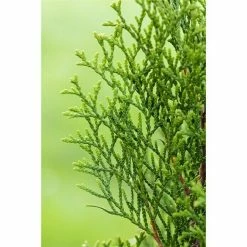 BAUHAUS Lebensbaum Thuja Occidentalis 'Smaragd' -Gartenpflanzen Verkäufe 12 1003