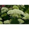 BAUHAUS Ballhortensie Hydrangea Arborescens 'Strong Annabelle'®, Weiß, Topfvolumen: 5 L -Gartenpflanzen Verkäufe 12 1004