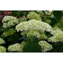 BAUHAUS Ballhortensie Hydrangea Arborescens 'Strong Annabelle'®, Weiß, Topfvolumen: 5 L
