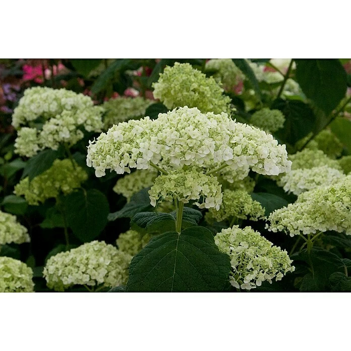 BAUHAUS Ballhortensie Hydrangea Arborescens 'Strong Annabelle'®, Weiß, Topfvolumen: 5 L 3 BAUHAUS Ballhortensie Hydrangea Arborescens 'Strong Annabelle'®, Weiß, Topfvolumen: 5 L