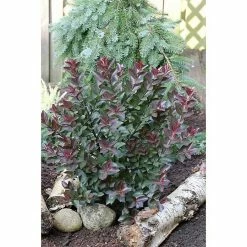 BAUHAUS Kreppmyrte Lagerstroemia Indica 'Double Feature'®, Aktuelle Wuchshöhe: 20 Cm - 30 Cm