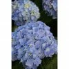 BAUHAUS Bauernhortensie Hydrangea Macrophylla 'Endless Summer'® Blau, Topfvolumen: 5 L, Blau -Gartenpflanzen Verkäufe 12 1006