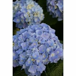 BAUHAUS Bauernhortensie Hydrangea Macrophylla 'Endless Summer'® Blau, Topfvolumen: 5 L, Blau