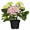 BAUHAUS Piardino Bauernhortensie Hydrangea Macrophylla, Topfgröße: 10 Cm, Rosa 2 BAUHAUS Piardino Bauernhortensie Hydrangea Macrophylla, Topfgröße: 10 Cm, Rosa -Gartenpflanzen Verkäufe 12 1007