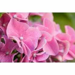 BAUHAUS Piardino Bauernhortensie Hydrangea Macrophylla, Topfgröße: 10 Cm, Rosa -Gartenpflanzen Verkäufe 12 1008