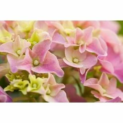 BAUHAUS Piardino Bauernhortensie Hydrangea Macrophylla, Topfgröße: 10 Cm, Rosa -Gartenpflanzen Verkäufe 12 1009