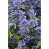 BAUHAUS Bartblume Caryopteris Clandonensis 'Grand Bleu'® -Gartenpflanzen Verkäufe 12