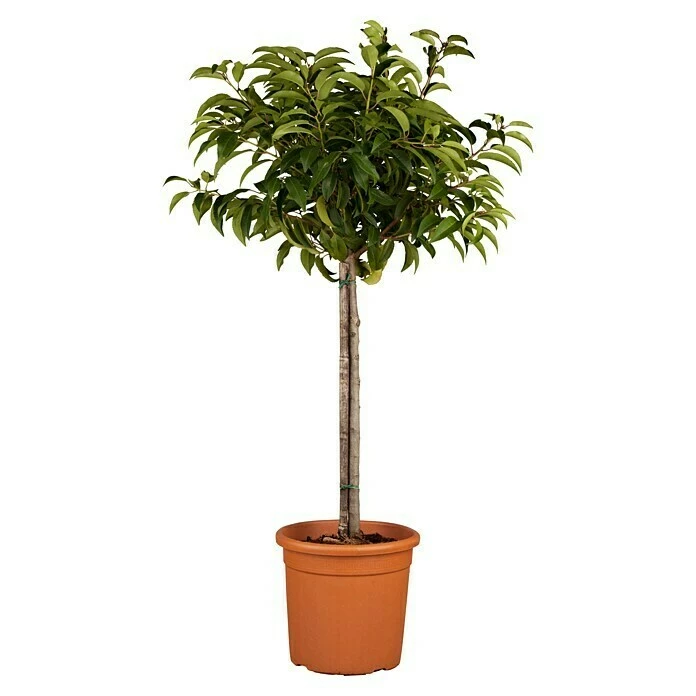 BAUHAUS Piardino Portugiesische Lorbeerkirsche Prunus Lusitanica 3 BAUHAUS Piardino Portugiesische Lorbeerkirsche Prunus Lusitanica