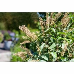 BAUHAUS Piardino Portugiesische Lorbeerkirsche Prunus Lusitanica 6 BAUHAUS Piardino Portugiesische Lorbeerkirsche Prunus Lusitanica -Gartenpflanzen Verkäufe 12 1011