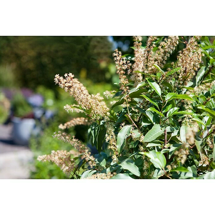 BAUHAUS Piardino Portugiesische Lorbeerkirsche Prunus Lusitanica 4 BAUHAUS Piardino Portugiesische Lorbeerkirsche Prunus Lusitanica – Bild 2