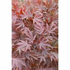 BAUHAUS Fächerahorn Acer Palmatum 'Atropurpureum'