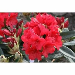 BAUHAUS Zwergrhododendron Rhododendron Repens 'Abendrot', Topfvolumen: 4,6 L, Rot -Gartenpflanzen Verkäufe 12 1015