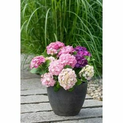 BAUHAUS Bauernhortensie Hydrangea Macrophylla 'Three Sisters'® Lila, Topfvolumen: 6 L, Dreifarbig Lila -Gartenpflanzen Verkäufe 12 1017