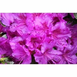 BAUHAUS Japanische Azalee Rhododendron Obtusum 'Königstein', Topfvolumen: 2,3 L, Violett 5 BAUHAUS Japanische Azalee Rhododendron Obtusum 'Königstein', Topfvolumen: 2,3 L, Violett -Gartenpflanzen Verkäufe 12 102