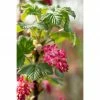 BAUHAUS Piardino Johannisbeere Ribes Sanguineum 'King Edward', Topfgröße: 21 Cm -Gartenpflanzen Verkäufe 12 1020