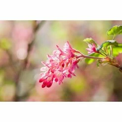 BAUHAUS Piardino Johannisbeere Ribes Sanguineum 'King Edward', Topfgröße: 21 Cm -Gartenpflanzen Verkäufe 12 1021