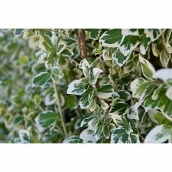 BAUHAUS Piardino Spindelstrauch Emerald Gaiety Euonymus Fortunei 'Emerald Gaiety', Grün Mit Weißer Umrandung -Gartenpflanzen Verkäufe 12 1023