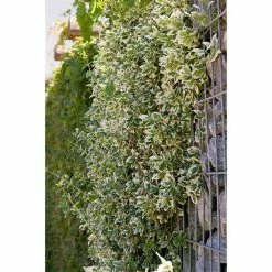 BAUHAUS Piardino Spindelstrauch Emerald Gaiety Euonymus Fortunei 'Emerald Gaiety', Grün Mit Weißer Umrandung -Gartenpflanzen Verkäufe 12 1024