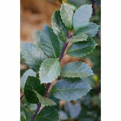 BAUHAUS Stechpalme Ilex Meserveae 'Heckenblau'®