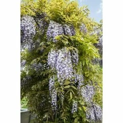 BAUHAUS Piardino Blauregen Wisteria Sinensis, Blütenfarbe: Blauviolett -Gartenpflanzen Verkäufe 12 1031