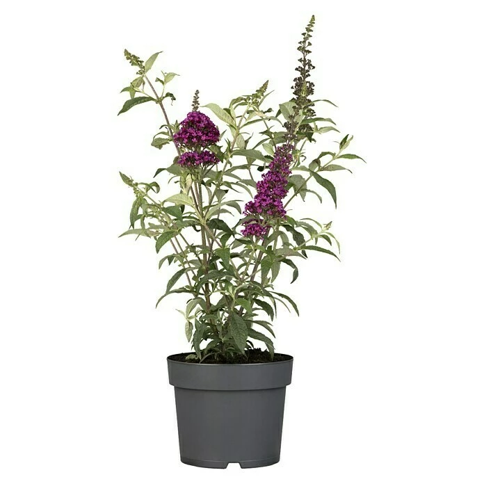 BAUHAUS Piardino Sommerflieder Buddleja Davidi 'Summer Kids', Artenabhängig 3 BAUHAUS Piardino Sommerflieder Buddleja Davidi 'Summer Kids', Artenabhängig