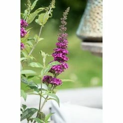 BAUHAUS Piardino Sommerflieder Buddleja Davidi 'Summer Kids', Artenabhängig 6 BAUHAUS Piardino Sommerflieder Buddleja Davidi 'Summer Kids', Artenabhängig -Gartenpflanzen Verkäufe 12 1036