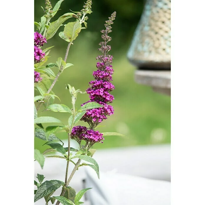 BAUHAUS Piardino Sommerflieder Buddleja Davidi 'Summer Kids', Artenabhängig 4 BAUHAUS Piardino Sommerflieder Buddleja Davidi 'Summer Kids', Artenabhängig – Bild 2