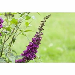 BAUHAUS Piardino Sommerflieder Buddleja Davidi 'Summer Kids', Artenabhängig 7 BAUHAUS Piardino Sommerflieder Buddleja Davidi 'Summer Kids', Artenabhängig -Gartenpflanzen Verkäufe 12 1037