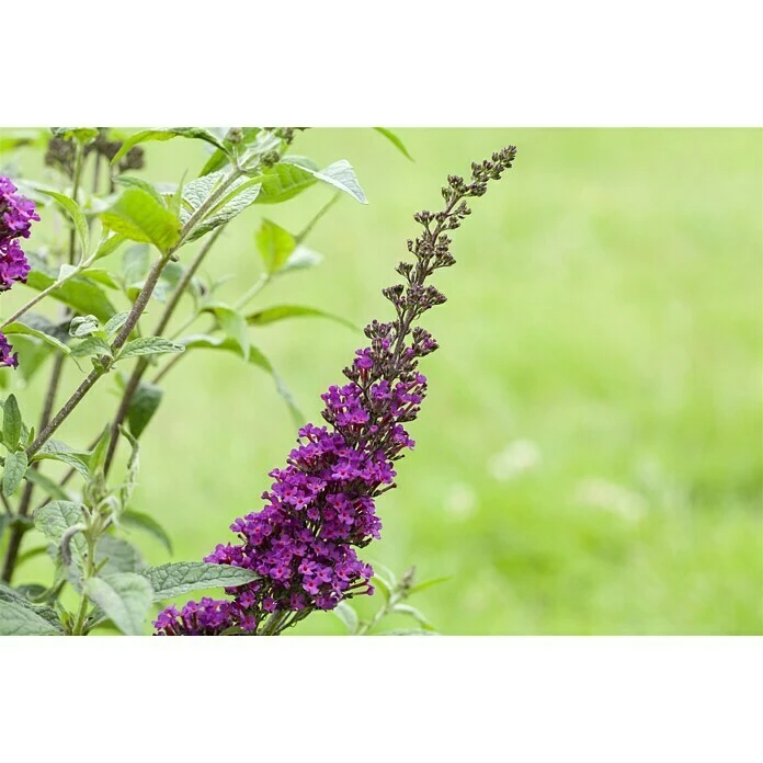BAUHAUS Piardino Sommerflieder Buddleja Davidi 'Summer Kids', Artenabhängig 5 BAUHAUS Piardino Sommerflieder Buddleja Davidi 'Summer Kids', Artenabhängig – Bild 3