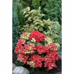 BAUHAUS Bauernhortensie Hydrangea Macrophylla, Pink-Rot