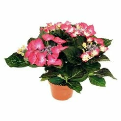 BAUHAUS Piardino Bauernhortensie Hydrangea Macrophylla, Topfgröße: 10 Cm, Rot