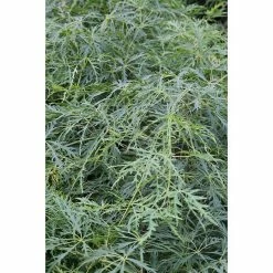 BAUHAUS Fächerahorn Stämmchen Acer Palmatum 'Dissectum'