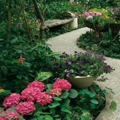 BAUHAUS Piardino Bauernhortensie Hydrangea Macrophylla, Topfgröße: 10 Cm, Rot -Gartenpflanzen Verkäufe 12 1041