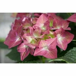BAUHAUS Piardino Bauernhortensie Hydrangea Macrophylla, Topfgröße: 10 Cm, Rot -Gartenpflanzen Verkäufe 12 1042