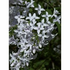 BAUHAUS Flieder Syringa Persica 'Laciniata'