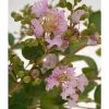 BAUHAUS Kreppmyrte Lagerstroemia Indica 'La Fayette', Aktuelle Wuchshöhe: 20 Cm - 30 Cm