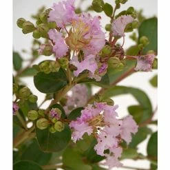 BAUHAUS Kreppmyrte Lagerstroemia Indica 'La Fayette', Aktuelle Wuchshöhe: 20 Cm - 30 Cm