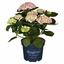 BAUHAUS Piardino Hortensie Hydrangea Macrophylla 'Magical', Artenabhängig