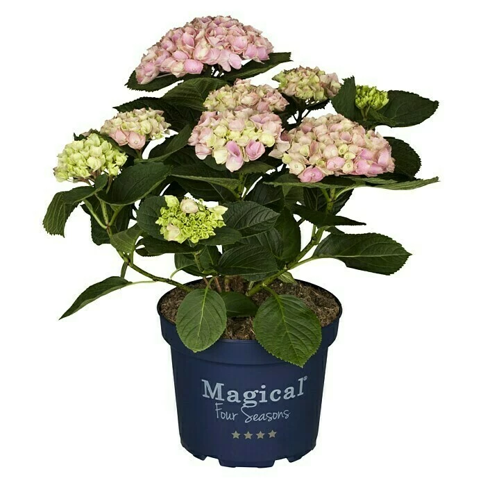 BAUHAUS Piardino Hortensie Hydrangea Macrophylla 'Magical', Artenabhängig 3 BAUHAUS Piardino Hortensie Hydrangea Macrophylla 'Magical', Artenabhängig