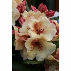 BAUHAUS Großblumiger Rhododendron Rhododendron 'Sun Fire' EASYDENDRON®, Topfvolumen: 5 L, Rosa/Gelb