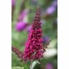 BAUHAUS Sommerflieder Buddleja Davidii 'Royal Red', Purpurrot -Gartenpflanzen Verkäufe 12 105