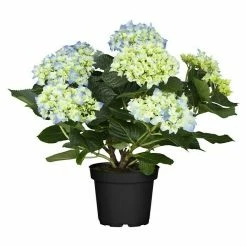 BAUHAUS Piardino Bauernhortensie Hydrangea Macrophylla, Topfgröße: 13 Cm, Blau
