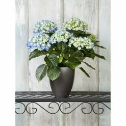 BAUHAUS Piardino Bauernhortensie Hydrangea Macrophylla, Topfgröße: 13 Cm, Blau -Gartenpflanzen Verkäufe 12 1052