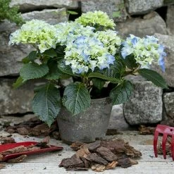 BAUHAUS Piardino Bauernhortensie Hydrangea Macrophylla, Topfgröße: 13 Cm, Blau -Gartenpflanzen Verkäufe 12 1053