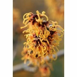 BAUHAUS Zaubernuss Hamamelis Intermedia 'Orange Beauty', 50 Cm - 70 Cm, Orange
