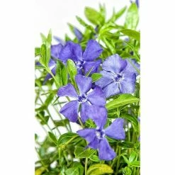 BAUHAUS Kleinblättriges Immergrün Vinca Minor 'Bowles', Blau